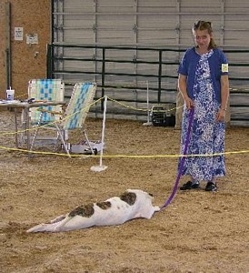 American Bulldog Breeder in  Michigan